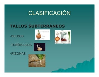 CLASIFICACIÓN 
TALLOS SUBTERRÁNEOS 
-BULBOS 
-TUBÉRCULOS 
-RIZOMAS 
 