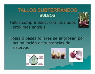 TALLOS SUBTERRÁNEOS 
BULBOS 
Tallos comprimidos, con los nudos 
próximos entre sí 
Hojas ó bases foliares se engrosan por 
acumulación de sustancias de 
reservas. 
 