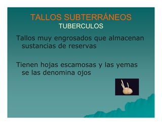 TALLOS SUBTERRÁNEOS 
TUBERCULOS 
Tallos muy engrosados que almacenan 
sustancias de reservas 
Tienen hojas escamosas y las yemas 
se las denomina ojos 
 