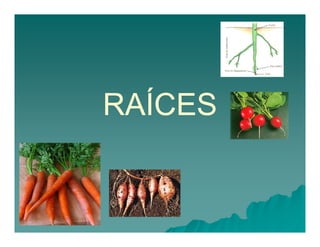 RAÍCES 
 
