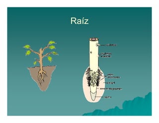 Raíz 
 