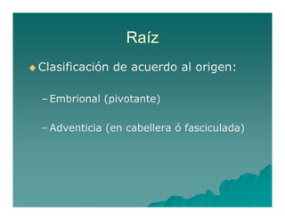 Raíz 
Clasificación de acuerdo al origen: 
– Embrional (pivotante) 
––Adventicia (en cabellera ó fasciculada) 
 