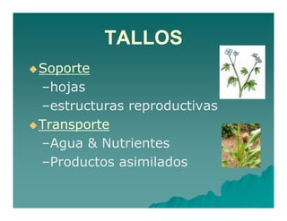 TALLOS 
Soporte 
––hojas 
––estructuras reproductivas 
Transporte 
––Agua & Nutrientes 
––Productos asimilados 
 
