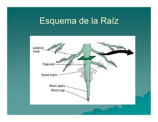 Esquema de la Raíz 
 