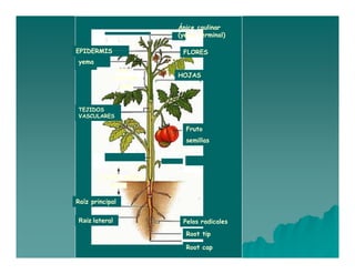 Ápice caulinar 
(yema terminal) 
EPIDERMIS 
FLORES 
HOJAS 
yema 
nodo 
nodo 
internodo 
TEJIDOS 
VASCULARES 
Fruto 
semillas 
PARTE AEREA 
RAIZ 
Raíz principal 
Raíz lateral Pelos radicales 
Root tip 
Root cap 
 