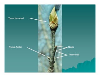 Yema terminal 
Yema Axilar Nodo 
Internodo 
 