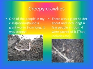 Creepy crawlies
• One of the people in my
class(room4)found a
giant worm 9 cm long, It
was creepy!
• There was a giant spider
about and Inch long! A
few people in room 4
were sacred of it (That
includes me).
 