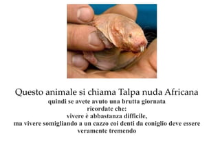 Questo animale si chiama Talpa nuda Africana quindi se avete avuto una brutta giornata ricordate che: vivere è abbastanza difficile, ma vivere somigliando a un cazzo coi denti da coniglio deve essere veramente tremendo 