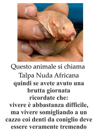 Questo animale si chiama  Talpa Nuda Africana quindi se avete avuto una brutta giornata ricordate che: vivere è abbastanza difficile, ma vivere somigliando a un cazzo coi denti da coniglio deve essere veramente tremendo 