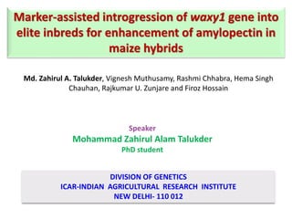 Marker-assisted introgression of waxy1 gene into
elite inbreds for enhancement of amylopectin in
maize hybrids
Speaker
Mohammad Zahirul Alam Talukder
PhD student
DIVISION OF GENETICS
ICAR-INDIAN AGRICULTURAL RESEARCH INSTITUTE
NEW DELHI- 110 012
Md. Zahirul A. Talukder, Vignesh Muthusamy, Rashmi Chhabra, Hema Singh
Chauhan, Rajkumar U. Zunjare and Firoz Hossain
 