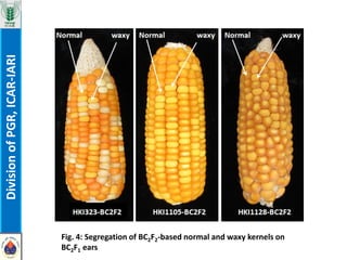 Marker-assisted introgression of waxy1 gene into elite inbreds for ...