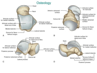 Osteology
 