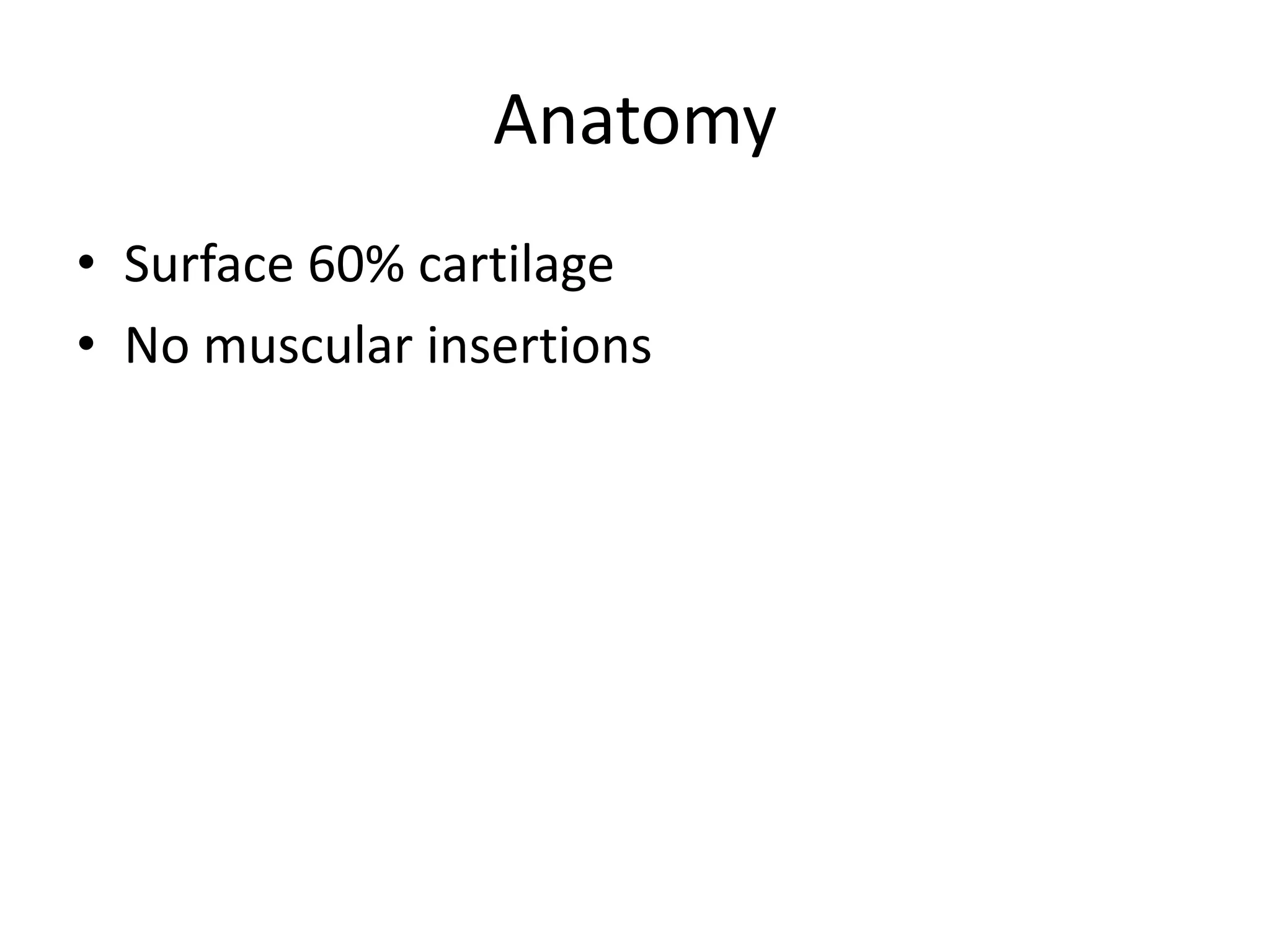 Anatomy
• Surface 60% cartilage
• No muscular insertions
 