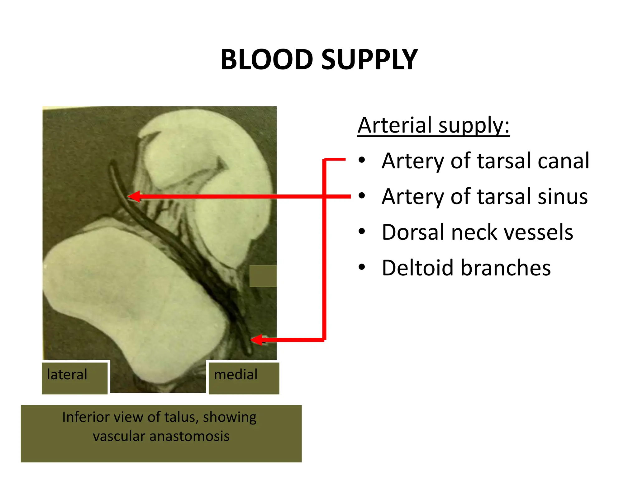 BLOOD SUPPLY
Arterial supply:
• Artery of tarsal canal
• Artery of tarsal sinus
• Dorsal neck vessels
• Deltoid branches
medial
lateral
Inferior view of talus, showing
vascular anastomosis
 
