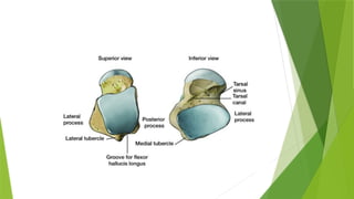 Talus Slides TALUS fracture principles and management.ppt