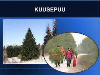 KUUSEPUU 
 