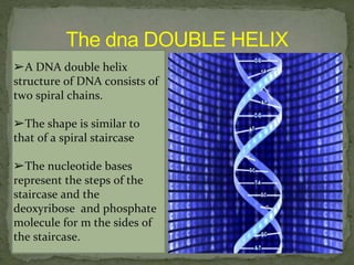 ➢A DNA double helix
structure of DNA consists of
two spiral chains.
➢The shape is similar to
that of a spiral staircase
➢The nucleotide bases
represent the steps of the
staircase and the
deoxyribose and phosphate
molecule for m the sides of
the staircase.
 