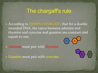 ● According to ERWIN CHARGAFF, that for a double
stranded DNA, the ratios between adenine and
thymine and cytocine and guanine are constant and
equals to one.
● Adenine must pair with thymine.
● Guanine must pair with cytocine.
C
T A
 