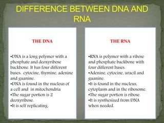 THE DNA THE RNA
•DNA is a long polymer with a
phosphate and deoxyribose
backbone. It has four different
bases: cytocine, thymine, adenine
and guanine.
•DNA is found in the nucleus of
a cell and in mitochondria
•The sugar portion is 2
deoxyribose.
•It is self replicating.
•RNA is polymer with a ribose
and phosphate backbone with
four different bases:
•Adenine, cytocine, uracil and
guanine.
•It is found in the nucleus,
cytoplasm and in the ribosome.
•The sugar portion is ribose.
•It is synthesized from DNA
when needed.
 