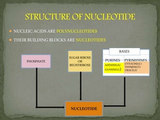 ● NUCLEIC ACIDS AREPOLYNUCLEOTIDES
● THEIRBUILDING BLOCKS ARENUCLEOTIDES
PHOSPHATE
SUGAR RIBOSE
OR
BEOXYRIBOSE
PURINES PYRIMIDINES
NUCLEOTIDE
ADENINE(A)
GUANINE(G)
CYTOCINE(C)
THYMINE(T)
URACIL(U)
BASES
 