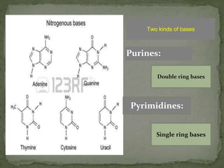 Two kinds of bases
Purines:
Double ring bases
Pyrimidines:
Single ring bases
 
