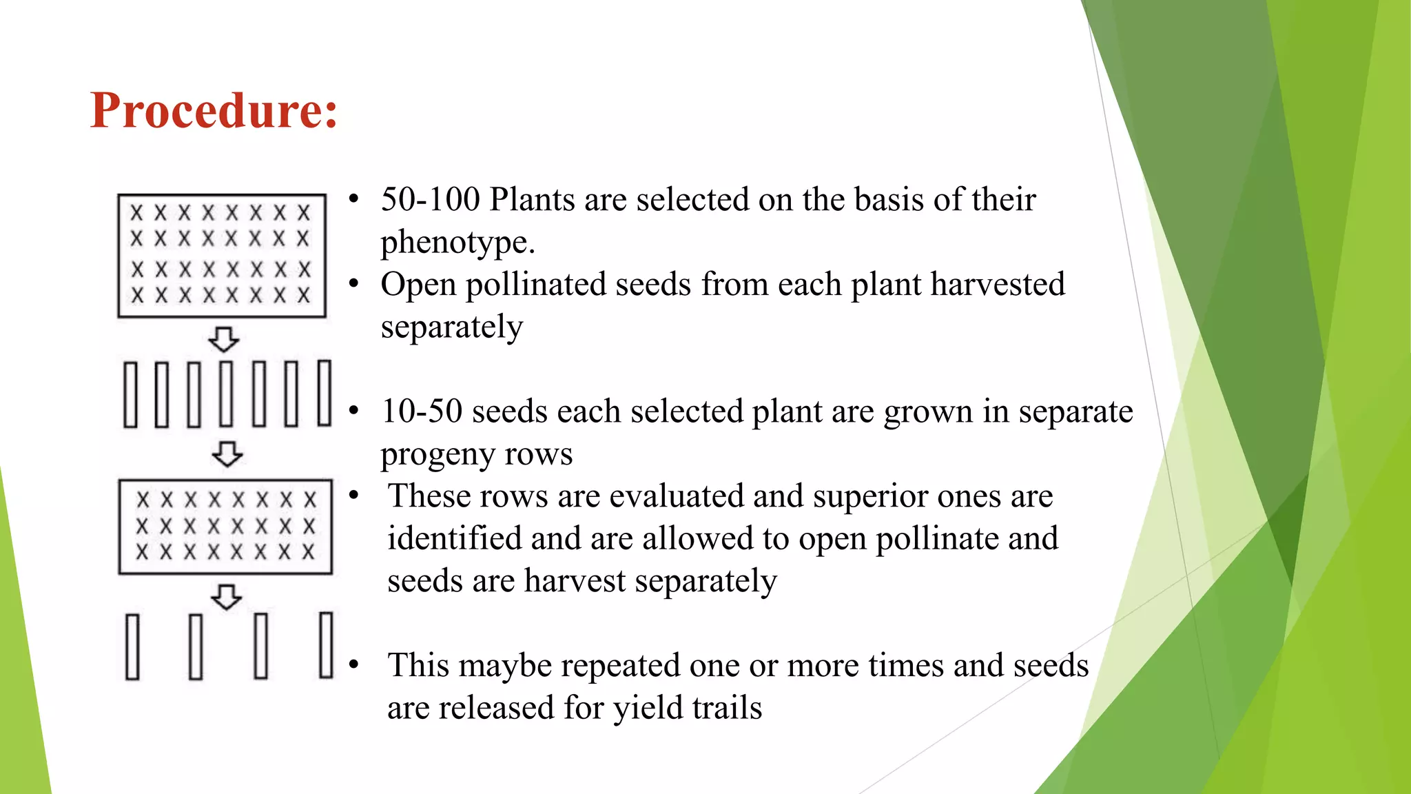 Procedure:
• 50-100 Plants are selected on the basis of their
phenotype.
• Open pollinated seeds from each plant harvested
separately
• 10-50 seeds each selected plant are grown in separate
progeny rows
• These rows are evaluated and superior ones are
identified and are allowed to open pollinate and
seeds are harvest separately
• This maybe repeated one or more times and seeds
are released for yield trails
 