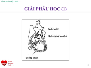 TÂM THẤT ĐỘC NHẤT
2
GIẢI PHẪU HỌC (1)
 