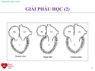 TÂM THẤT ĐỘC NHẤT
3
GIẢI PHẪU HỌC (2)
Double Inlet
 