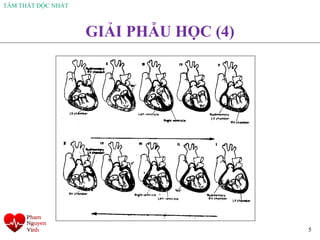 TÂM THẤT ĐỘC NHẤT
5
GIẢI PHẪU HỌC (4)
 