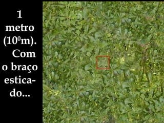 1 metro (10 0 m).  Com o braço estica-do... 