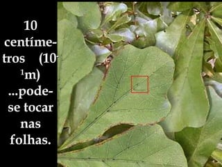 10 centíme-tros  (10 -1 m) ...pode-se tocar nas folhas. 