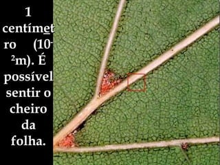 1 centím e tro  (10 -2 m). É possível sentir o cheiro da folha. 