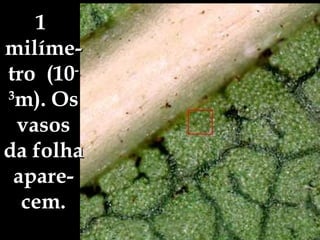 1  milíme-tro  (10 -3 m). Os vasos da folha apare-cem. 