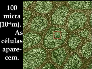 100 micra (10 -4 m).  As células apare-cem. 