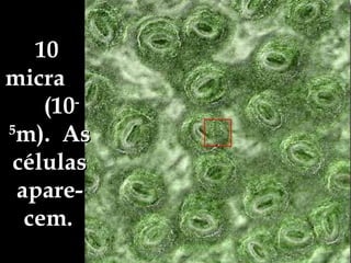 10  micra  (10 -5 m).  As células apare-cem.   