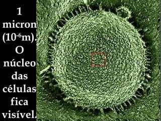 1 micron (10 -6 m). O núcleo das células fica visível. 