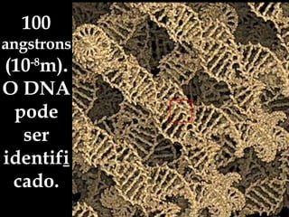 100  angstrons  (10 -8 m). O DNA pode ser identif i cado. 