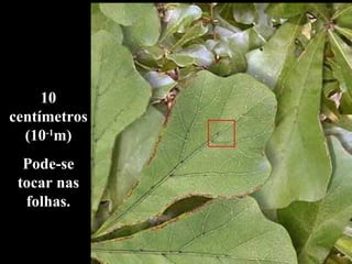 10 centímetros (10 -1 m) Pode-se tocar nas folhas. 