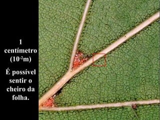 1 centímetro (10 -2 m) É possível sentir o cheiro da folha. 