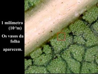 1 milímetro  (10 -3 m) Os vasos da folha aparecem. 