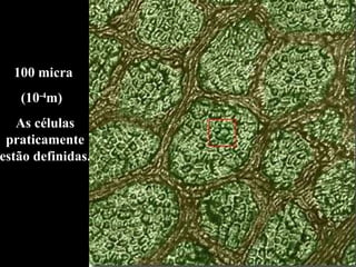 100 micra  (10 -4 m)  As células praticamente estão definidas. 