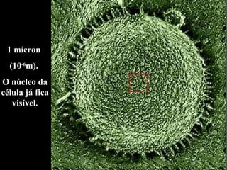 1 micron  (10 -6 m).  O núcleo da célula já fica visível. 