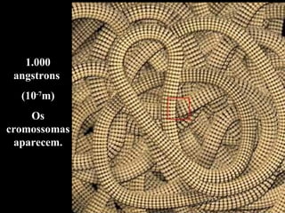 1.000 angstrons  (10 -7 m) Os cromossomas aparecem. 