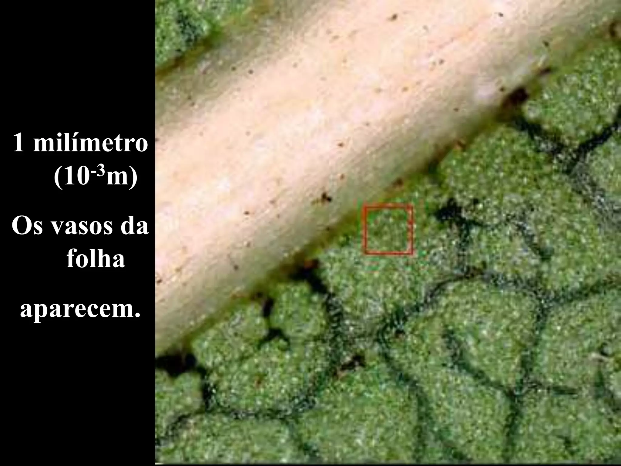 1 milímetro
(10-3m)
Os vasos da
folha
aparecem.
 