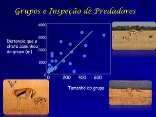 Grupos e Inspeção de Predadores

Função possível         Informação Relevante

1. Sinal de Alarme      - Animais isolados ...