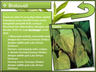  Brotowali
Tanaman obat ini yang digunakan adalah
batangnya yang memiliki fungsi untuk
mengobati penyakit kulit, caranya :
Ditumbuk lalu ditempelkan dibagian yang
terluka. Selain itu juga berfungsi untuk
obat :
1. Rheumatic arthritis, rheumatik sendi
pinggul dan memar.Caranya: Direbus
dengan sedikit gula Lalu Airnya
Diminum
Demam, merangsang nafsu makan.
2. demam kuning.Caranya: Direbus
dengan sedikit gula Lalu Airnya
Diminum
Kencing manis. Caranya: Direbus
dengan sedikit gula Lalu Airnya
Diminum
Gambar
 