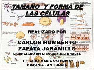 TAMAÑO Y FORMA DE
LAS CÉLULAS
REALIZADO POR
CARLOS HUMBERTO
ZAPATA JARAMILLO
LICENCIADO EN CIENCIAS NATURALES
I.E. AURA MARÍA VALENCIA
HISPANIA - ANTIOQUIA
 