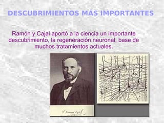 DESCUBRIMIENTOS MÁS IMPORTANTES Ramón y Cajal aportó a la ciencia un importante descubrimiento, la regeneración neuronal, base de muchos tratamientos actuales. 