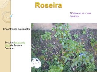 Roseira Gústanme as rosas brancas. Encontreinas no claustro  EscoitaRoseira de Abril de Susana Seivane. 
