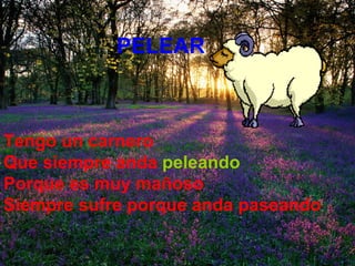 Tengo un carnero  Que siempre anda   peleando Porque es muy mañoso Siempre sufre porque anda paseando PELEAR   